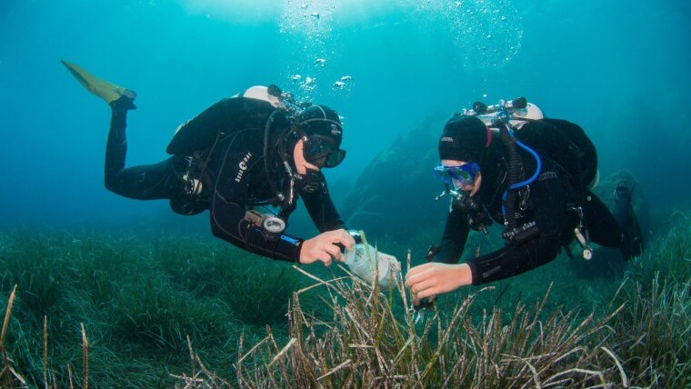 Scientific diver sampling seagrass