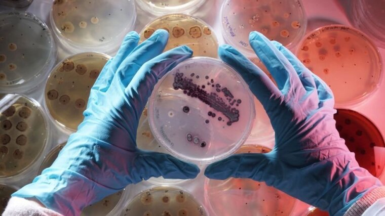 Petri dish with the bacterium Streptomyces lividans.