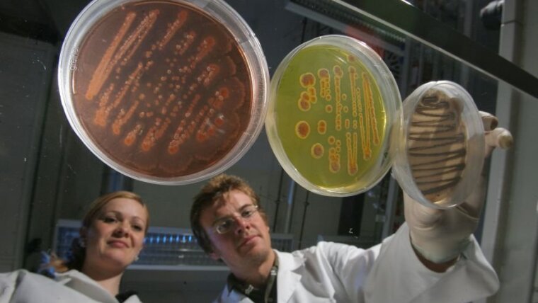 Petri dishes with various streptomycete strains are viewed.