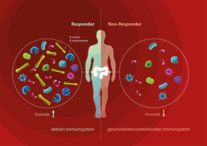 Darmmikrobiom: Die mikrobielle Vielfalt im Darm beeinflusst Krankheitsverläufe und kann möglicherweise erklären, warum Menschen auf eine Krebstherapie ansprechen oder nicht.